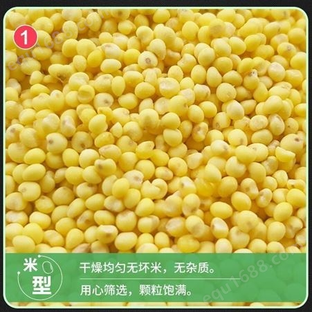 小米厂家 东北小米十家 黄小米批发 和粮农业