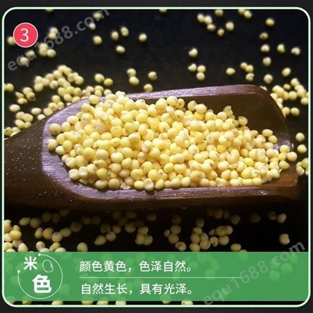 小米厂家 东北小米十家 黄小米批发 和粮农业