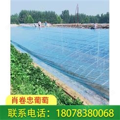 广西柳州聚乙烯葡萄常用膜散射率低！！