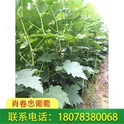 广西|钦州蓝宝石葡萄苗可适合四季种植