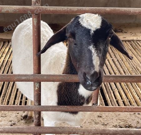 出售盐池滩羊 杜泊绵羊羊苗 波尔山羊羊肉养殖场 好养易活
