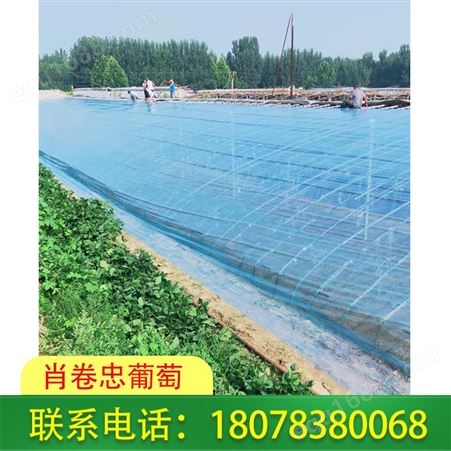 广西桂林聚乙烯葡萄常用膜供应商有多年生产经验