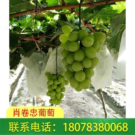 广西葡萄基地 阳光玫瑰葡萄新鲜采摘 桂林葡萄种植