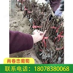 广西贺州蓝宝石葡萄苗批发基地欢迎您来基地考察