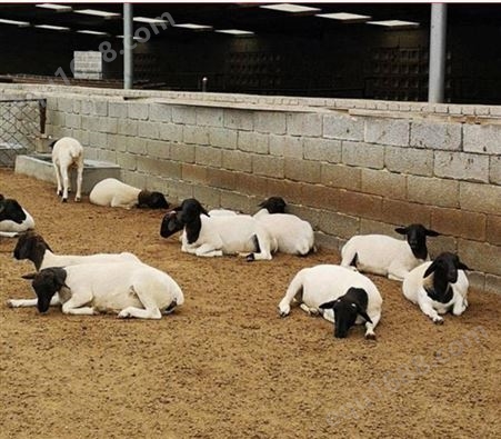 宁.夏盐.池 滩羊供应 采食能力强的波尔山羊 杜泊绵羊小羊苗出售