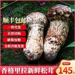 新鲜松茸菌野生菌 特产菌菇500g产地大量直发