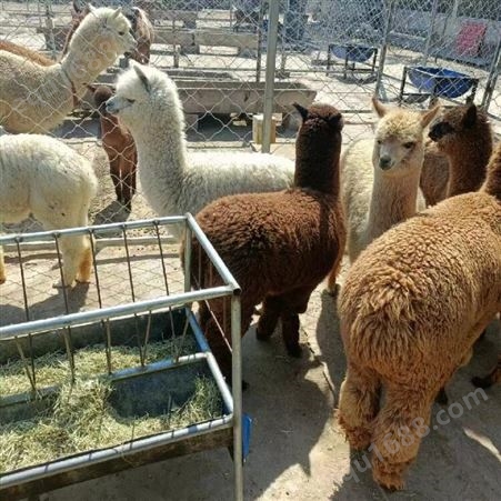萌宠小羊驼 景区旅游观赏宠物 租赁 毛色丰富 繁殖年限长 易养殖
