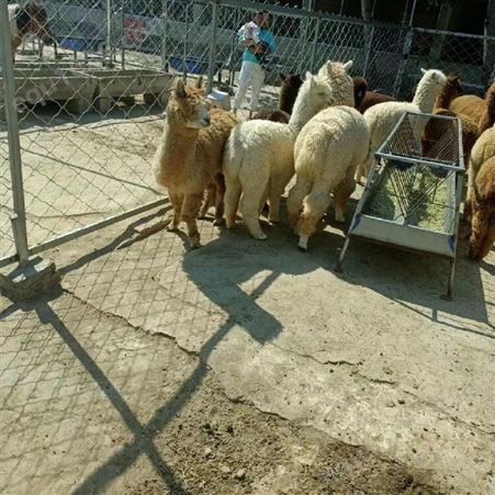 萌宠小羊驼 景区旅游观赏宠物 租赁 毛色丰富 繁殖年限长 易养殖