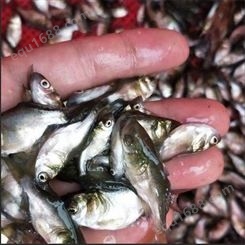 缩骨大头鱼 批发 品种全 提供优质鱼苗全国发货