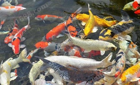 丹阳市企业单位鱼池过滤系统设计 假山鱼池 喷泉池清洗保养
