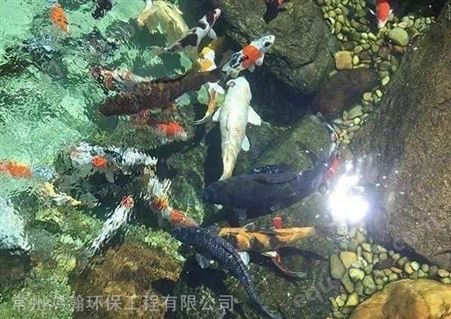 扬州市家庭鱼池水浑浊 水变绿处理 常年清澈见底