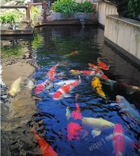 天津市花园锦鲤池塘水处理 解决水质浑浊发绿问题