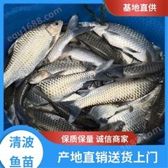 批发清波鱼价 格 抗病力强 淡水养鱼基地 渔场直出