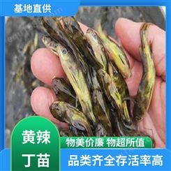 黄辣丁苗出售 水产种苗 专业淡水鱼养殖 批发渔场
