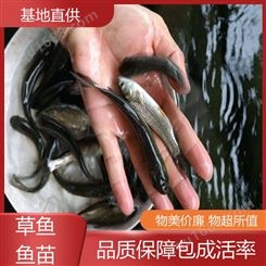 淡水养殖草鱼苗 鱼产业基地专用 免费技术指导 重 庆 首友