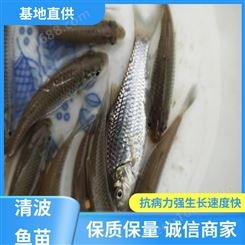 清波鱼养殖 免费提供技术 耐寒性好 好苗 渔场直出