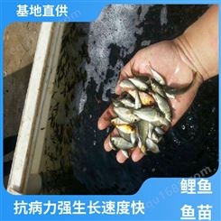 养殖周期短 鲤鱼 鱼苗 产量好 包品质 生长迅速 基地直售