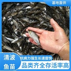 清波鱼苗养殖场 抗病力强 淡水养鱼基地 渔场直出