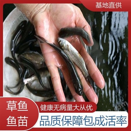 淡水养殖草鱼苗 开口苗培育场 鱼产业基地专用 重 庆 首友