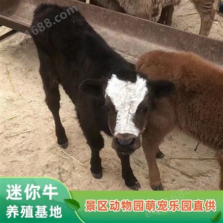 宠物牛厂家 动物园迷你牛观赏 景区互动动物租赁 纵腾
