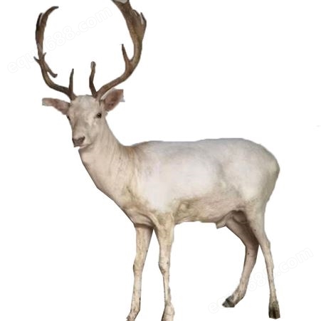 白黇鹿观赏 动物园白色小鹿养殖 体格健壮 纵腾