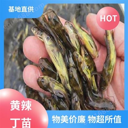 黄辣丁苗出售 专业淡水鱼养殖 产量好 包品质 批发渔场