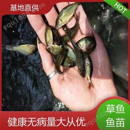 淡水养殖草鱼苗 鱼产业基地专用 免费技术指导 重 庆 首友