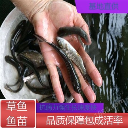 草鱼苗批发 鱼产业基地专用 抗病害能力强 适应性强