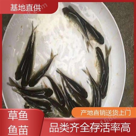 淡水养殖草鱼苗 开口苗培育场 鱼产业基地专用 重 庆 首友