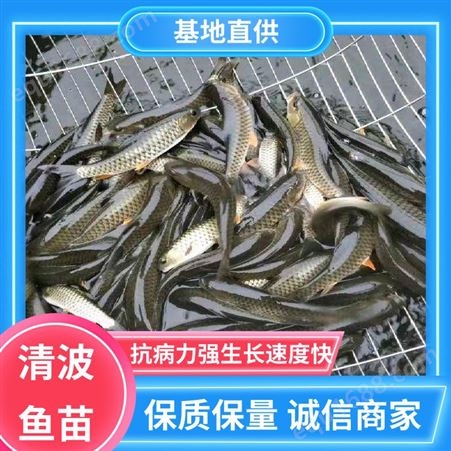 抗病力强 免费提供技术 渔场直出 批发清波鱼价 格