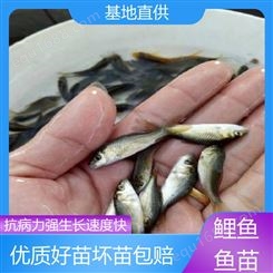 淡水养殖 鲤鱼 鱼苗 产量好 包品质 坏苗包赔 基地直售