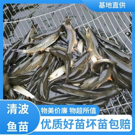 清波鱼养殖 免费提供技术 耐寒性好 好苗 渔场直出