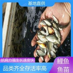 淡水养殖 鲤鱼 鱼苗 产量好 包品质 鲜活健康 基地直售