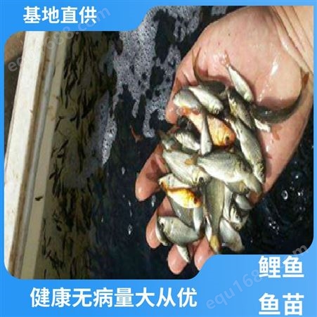 基地直售 淡水养殖 鲤鱼 鱼苗 支持送货上门 坏苗包赔