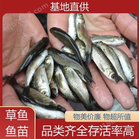 淡水草鱼鱼苗 鱼产业基地专用 免费技术指导 适应性强