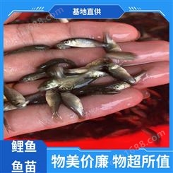 实力商家 淡水养殖 锦鲤鱼苗 产量好 包品质 生长迅速